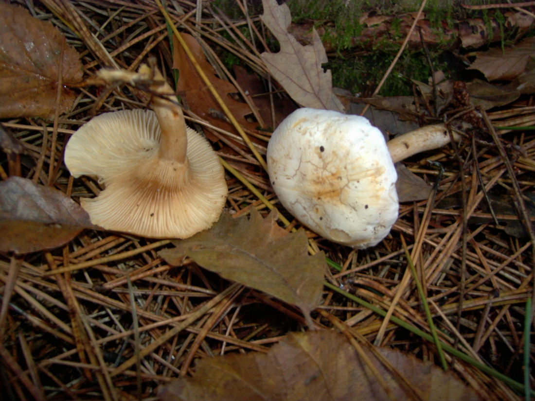 25-11-06 Monti Cimini (VT)